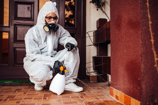 Attic and Crawl Space Rodent Treatment in Ithaca