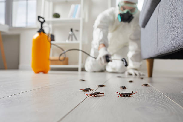 Commercial Rodent Management in Ithaca